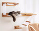 DIY Cat Wall Furniture: A Guide to Creating Vertical Play Spaces for Your Feline Friends