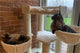 Cat Tree for Maine Coon: A Paradise for Big Felines