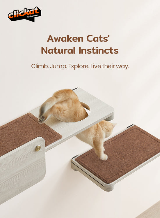 Wall-Mounted Cat Furniture | Clickat by Feandrea