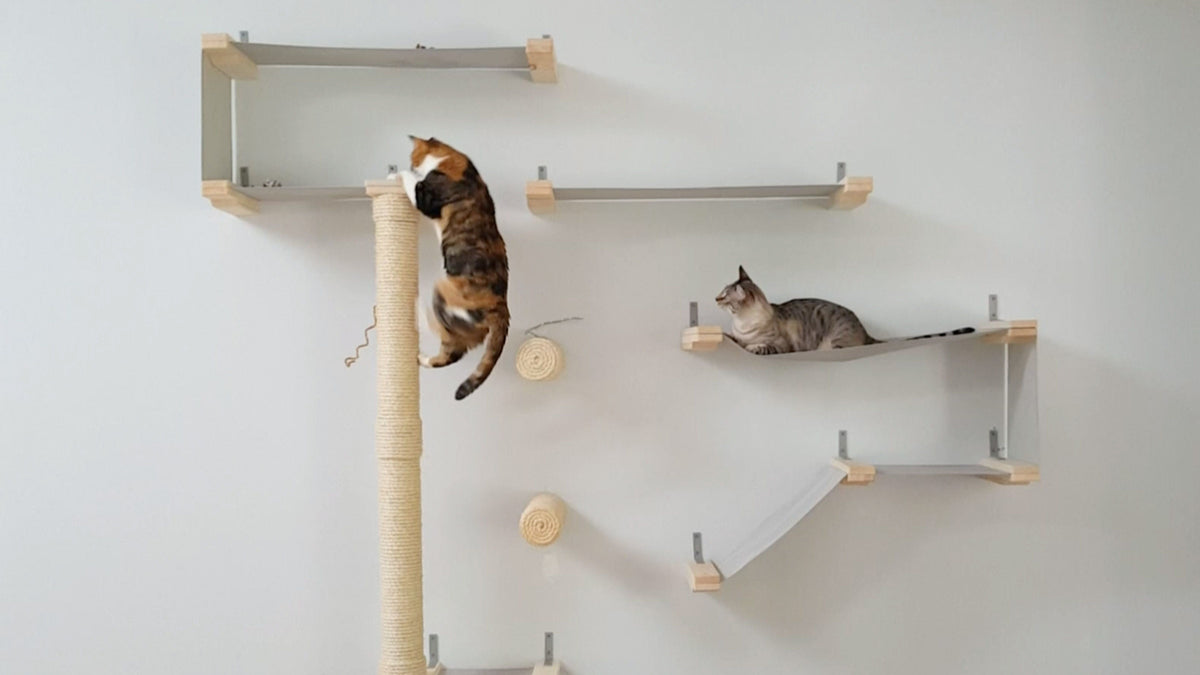 Elevated Bliss The Joy of a WellDesigned Cat Wall Climbing System
